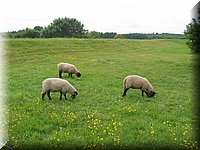 sylt05 106.jpg