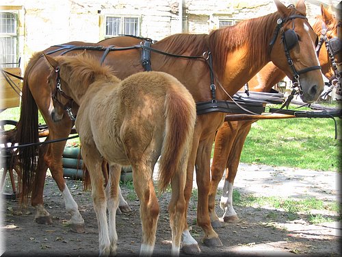 Ungarn069.jpg