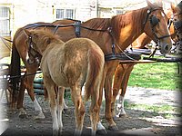 Ungarn069.jpg