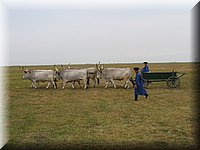 Ungarn132.jpg